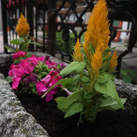 Tanzanit Gasthuis 3*